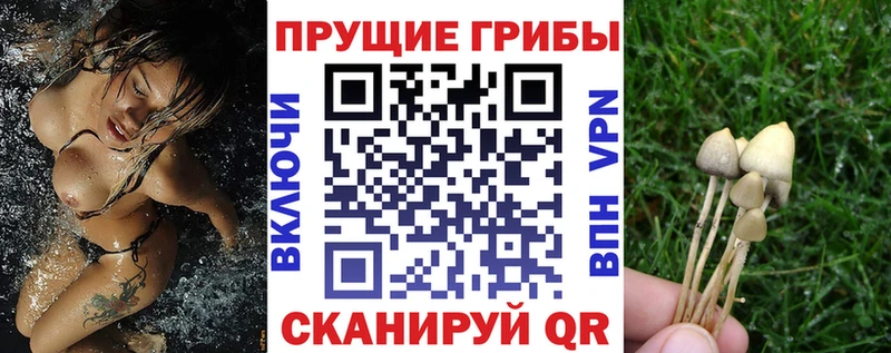 Галлюциногенные грибы мицелий  ОМГ ОМГ ONION  Новая Ладога  купить  